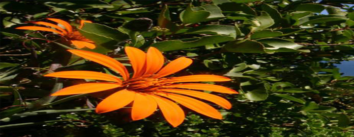 Una bella flor de color anaranjado intenso como muestra de la belleza de la naturaleza al servicio de la salud integral de los pacientes