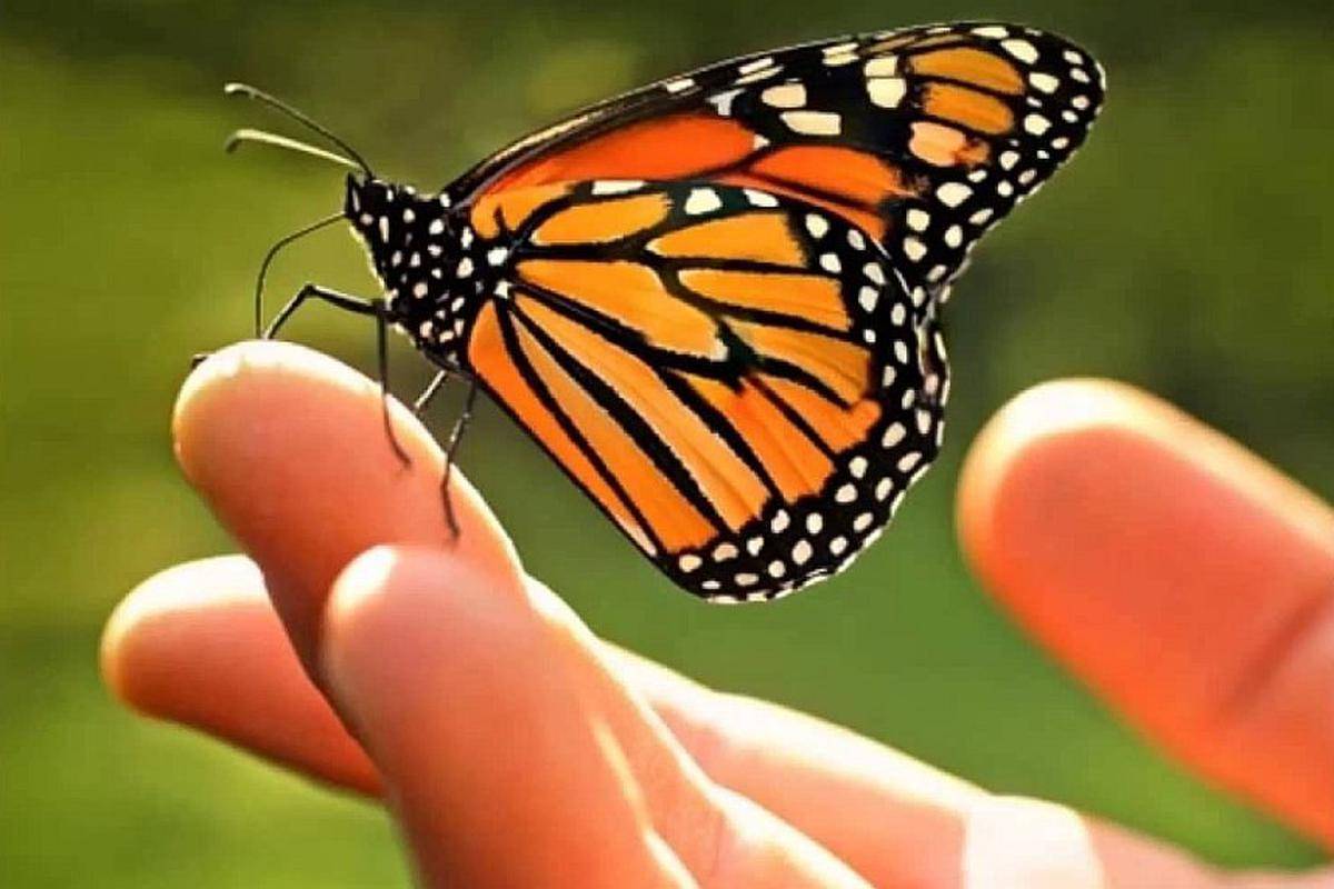 Mariposa Monarca sobre los dedos de una mano